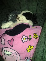 /album/patu/tammi13-001-jpg/